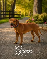 Neon Green Male, a male Rhodesian Ridgeback for sale in Baytown, TX – 1 of 1