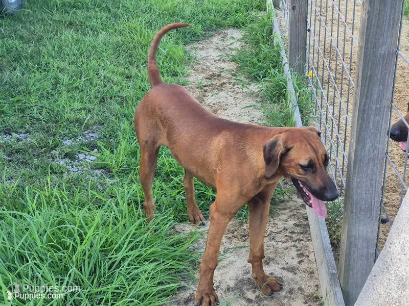 Blue Female – Rhodesian Ridgeback puppy for sale in Baytown, TX