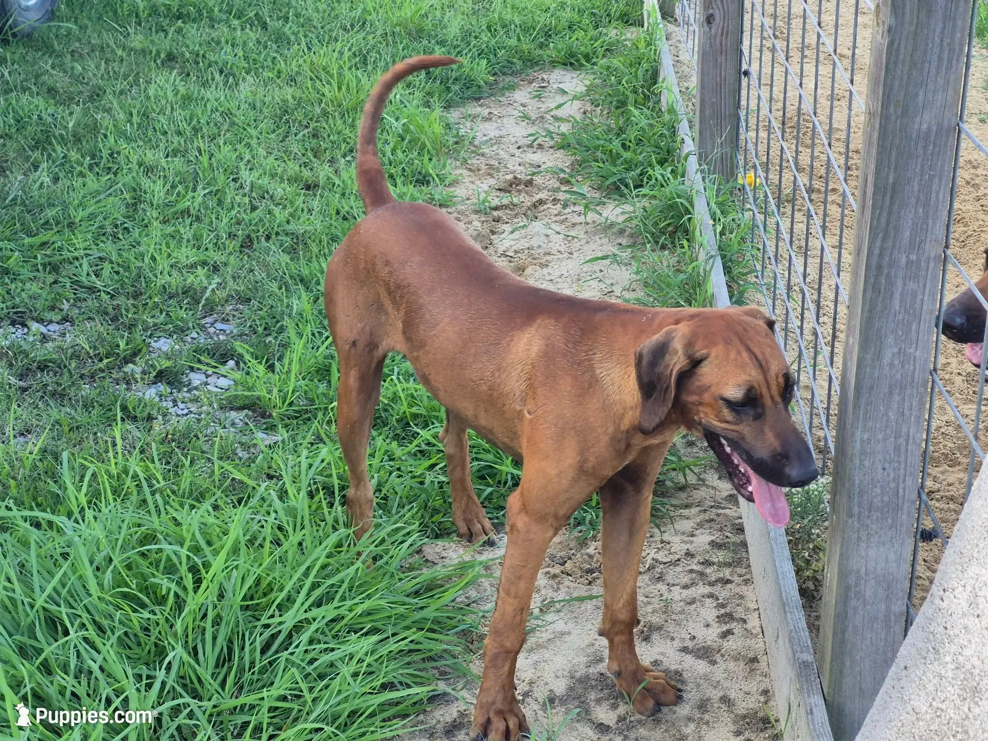 Blue Female, a female Rhodesian Ridgeback for sale in Baytown, TX – 1 of 3