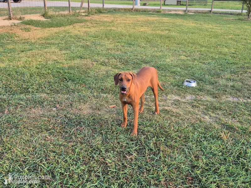 Neon blue Male – Rhodesian Ridgeback puppy for sale in Baytown, TX