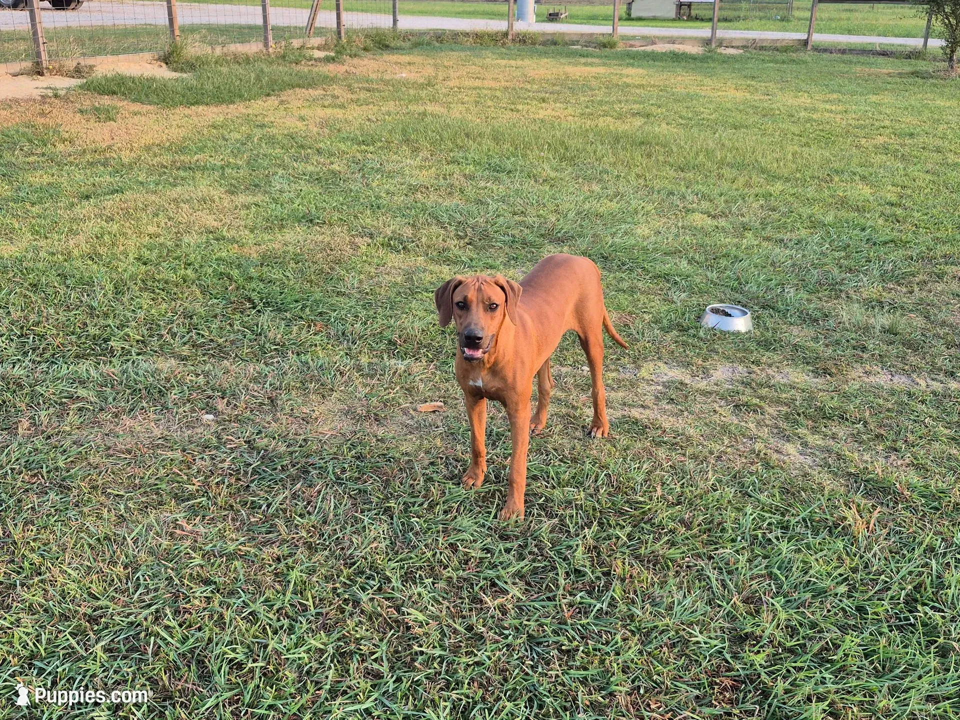 Neon blue Male, a male Rhodesian Ridgeback for sale in Baytown, TX – 1 of 3