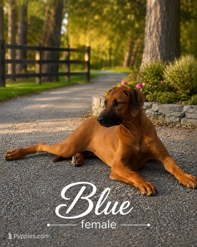 Blue Female – Rhodesian Ridgeback puppy for sale in Baytown, TX