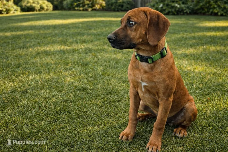 Neon Green Male – Rhodesian Ridgeback puppy for sale in Baytown, TX