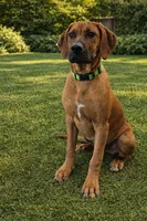 Neon Green Male, a male Rhodesian Ridgeback for sale in Baytown, TX – 2 of 2