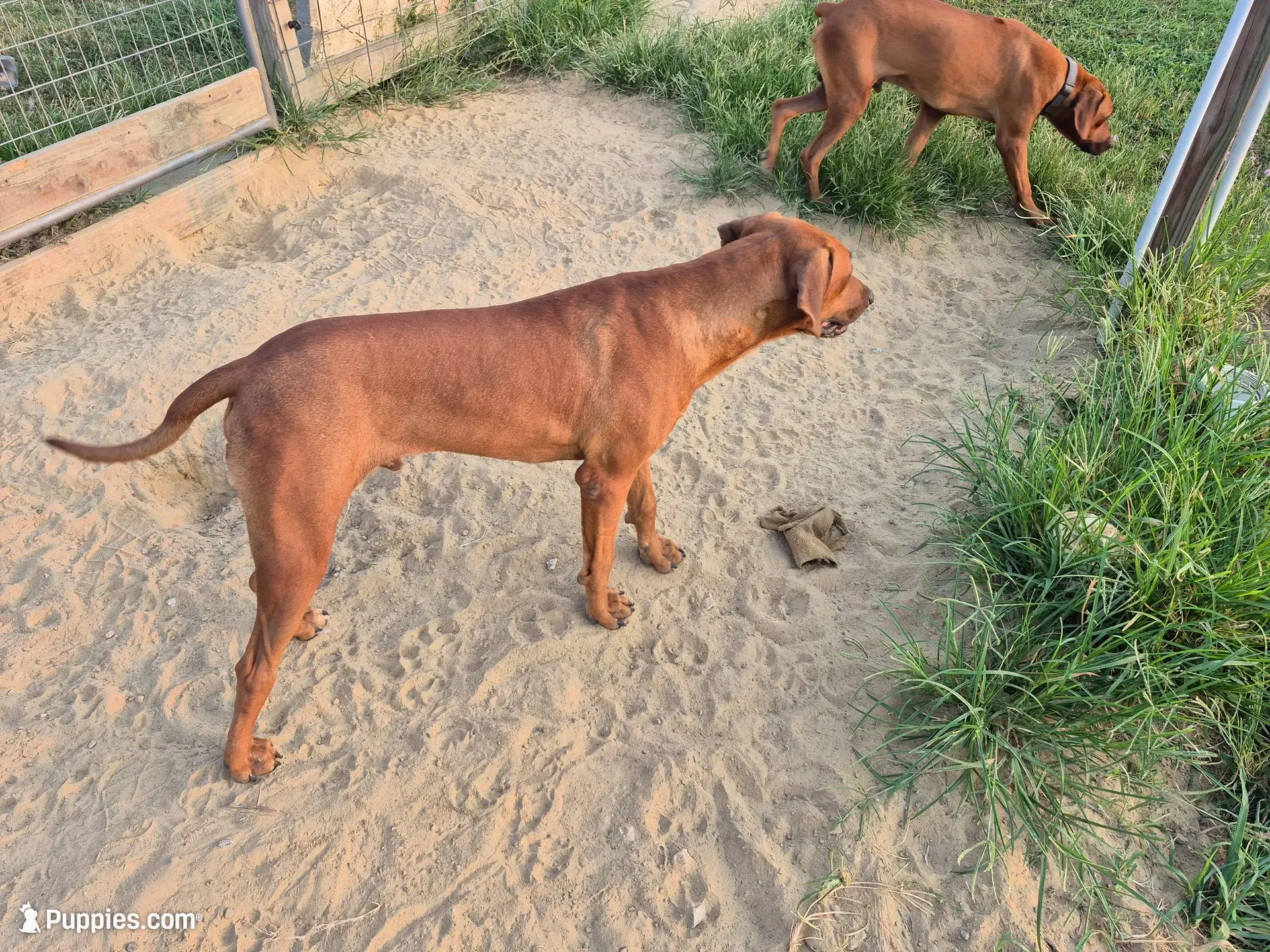 Neon blue Male, a male Rhodesian Ridgeback for sale in Baytown, TX – 2 of 3
