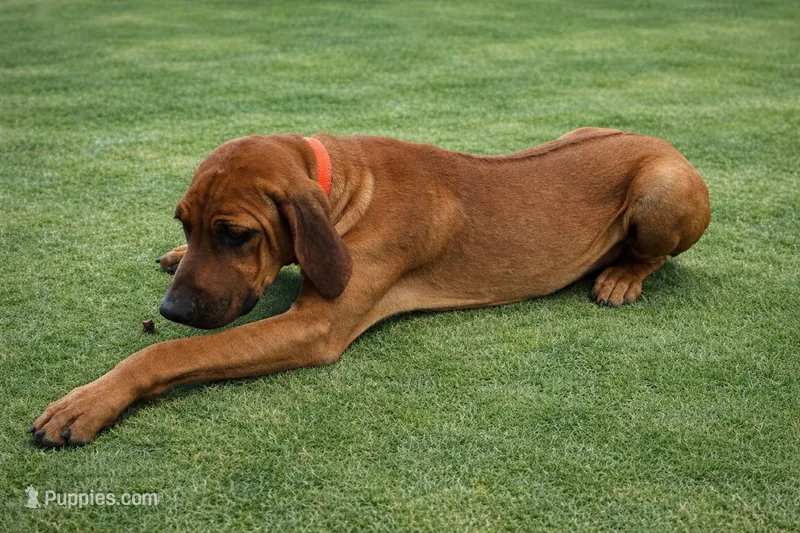 Orange Male – Rhodesian Ridgeback puppy for sale in Baytown, TX