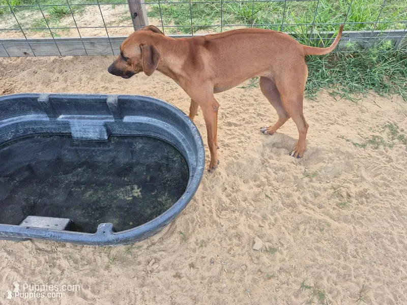 Pink Female – Rhodesian Ridgeback puppy for sale in Baytown, TX