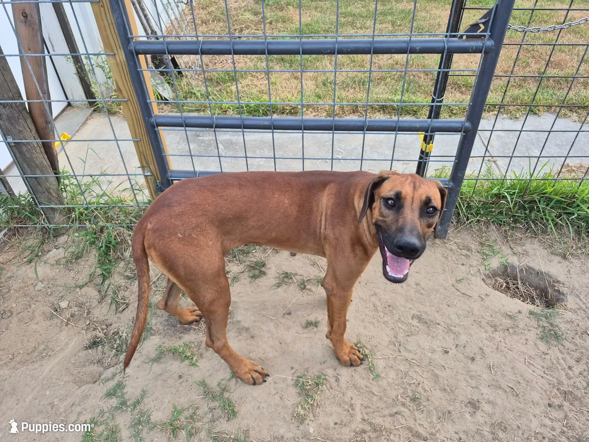 Blue Female, a female Rhodesian Ridgeback for sale in Baytown, TX – 3 of 3