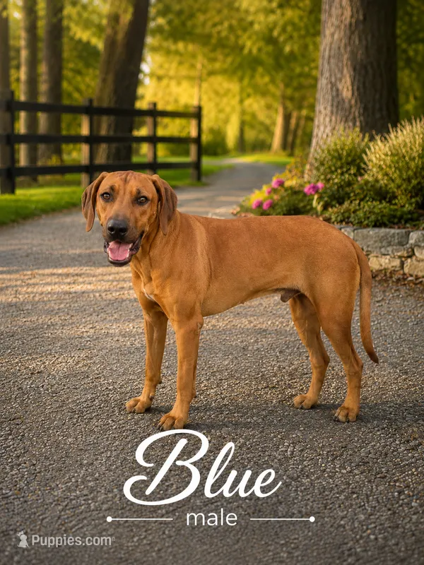 Neon blue Male – Rhodesian Ridgeback puppy for sale in Baytown, TX