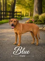Neon blue Male, a male Rhodesian Ridgeback for sale in Baytown, TX – 1 of 1