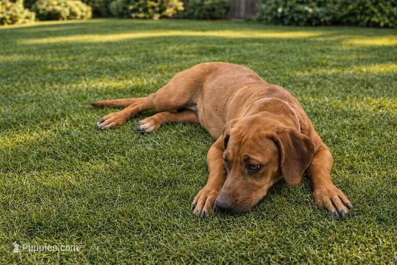 Neon blue Male – Rhodesian Ridgeback puppy for sale in Baytown, TX