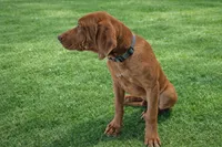 Silver Liver Nosed Male, a male Rhodesian Ridgeback for sale in Baytown, TX – 2 of 2
