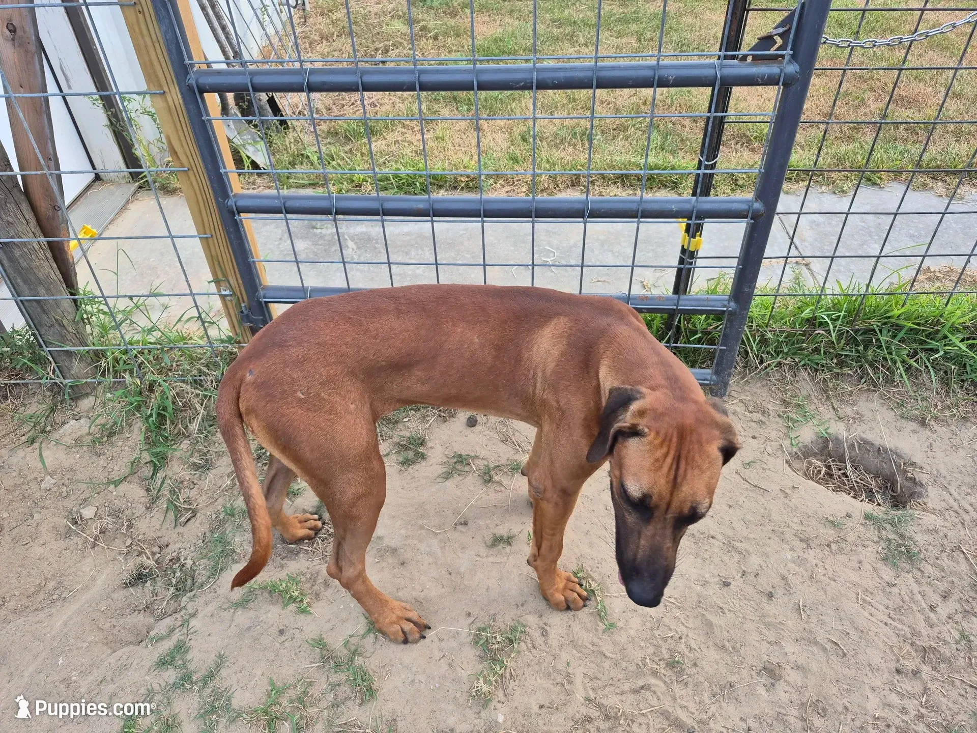 Blue Female, a female Rhodesian Ridgeback for sale in Baytown, TX – 2 of 3