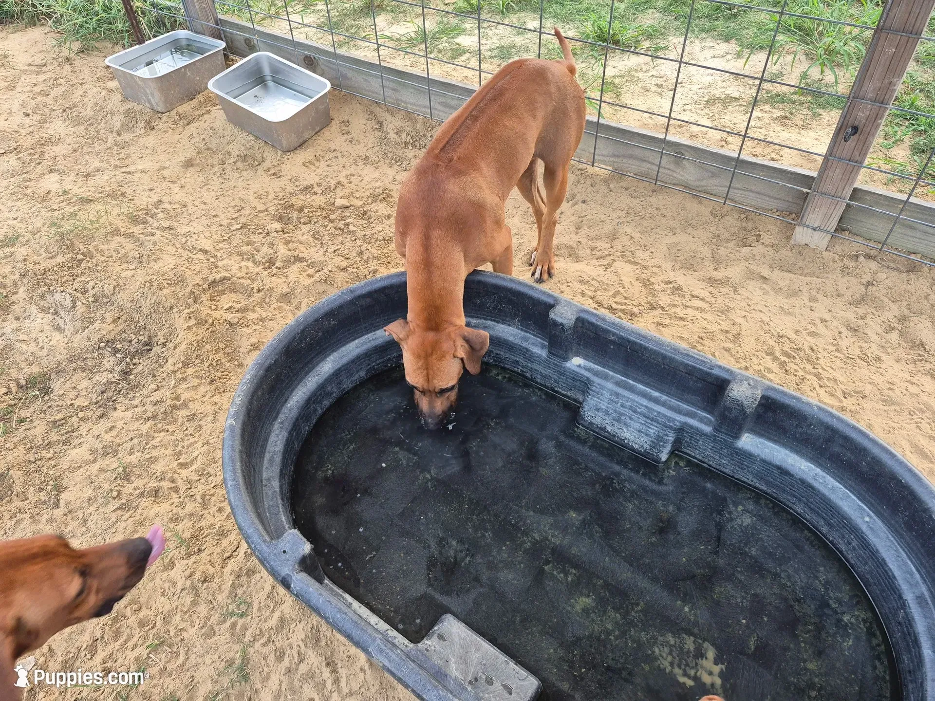 Pink Female, a female Rhodesian Ridgeback for sale in Baytown, TX – 3 of 3