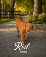 Red Liver Nosed Female, a female Rhodesian Ridgeback for sale in Baytown, TX – 1 of 1