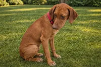Red Liver Nosed Female, a female Rhodesian Ridgeback for sale in Baytown, TX – 1 of 1