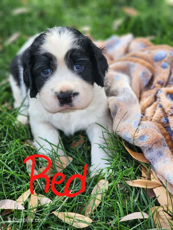Bizzy (red collar) – English Springer Spaniel puppy for sale in Mariposa, CA