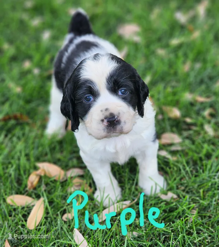 Izzy ( purple collar) – English Springer Spaniel puppy for sale in Mariposa, CA