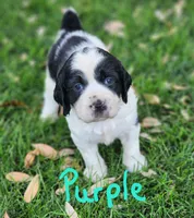 Izzy ( purple collar), a female English Springer Spaniel for sale in Mariposa, CA – 1 of 10