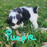 Izzy ( purple collar), a female English Springer Spaniel for sale in Mariposa, CA – 3 of 10