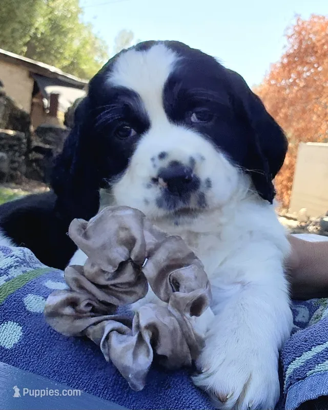 Izzy ( purple collar) – English Springer Spaniel puppy for sale in Mariposa, CA