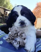 Izzy ( purple collar), a female English Springer Spaniel for sale in Mariposa, CA – 2 of 10