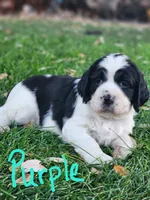 Izzy ( purple collar), a female English Springer Spaniel for sale in Mariposa, CA – 7 of 10