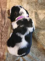 Izzy ( purple collar), a female English Springer Spaniel for sale in Mariposa, CA – 5 of 10