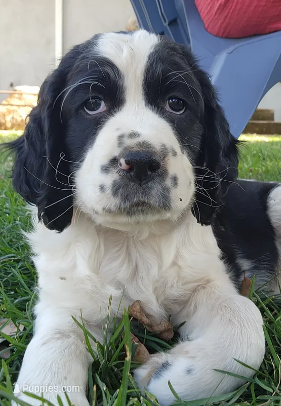 Izzy ( purple collar) – English Springer Spaniel puppy for sale in Mariposa, CA