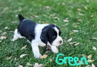 Dudette (green collar), a female English Springer Spaniel for sale in Mariposa, CA – 3 of 10