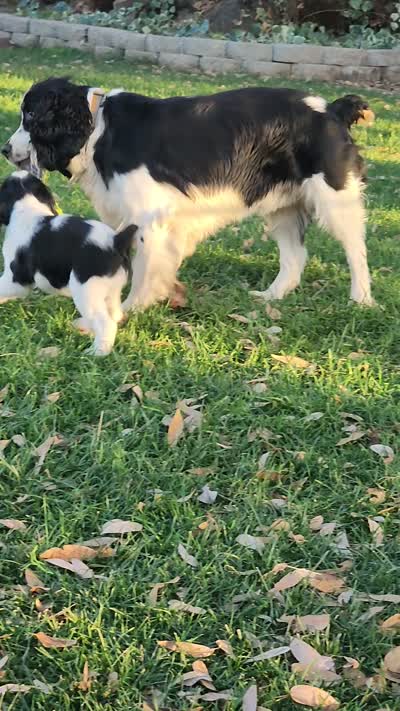 Bizzy (red collar), a female English Springer Spaniel for sale in Mariposa, CA – 10 of 10