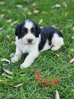Bizzy (red collar), a female English Springer Spaniel for sale in Mariposa, CA – 7 of 10