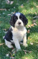 Izzy ( purple collar), a female English Springer Spaniel for sale in Mariposa, CA – 8 of 10