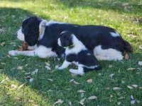 Dudette (green collar), a female English Springer Spaniel for sale in Mariposa, CA – 2 of 10