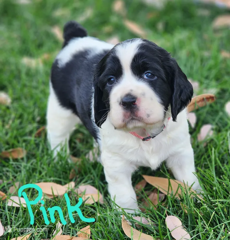 Lizzy (pink collar) – English Springer Spaniel puppy for sale in Mariposa, CA