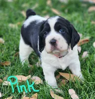 Lizzy (pink collar), a female English Springer Spaniel for sale in Mariposa, CA – 1 of 10