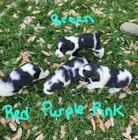 Dudette (green collar), a female English Springer Spaniel for sale in Mariposa, CA – 6 of 10