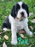 Lizzy (pink collar), a female English Springer Spaniel for sale in Mariposa, CA – 6 of 10
