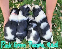 Lizzy (pink collar), a female English Springer Spaniel for sale in Mariposa, CA – 3 of 10
