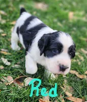 Bizzy (red collar), a female English Springer Spaniel for sale in Mariposa, CA – 2 of 10