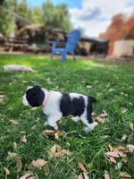 Lizzy (pink collar), a female English Springer Spaniel for sale in Mariposa, CA – 8 of 10