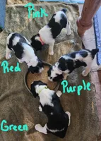 Dudette (green collar), a female English Springer Spaniel for sale in Mariposa, CA – 9 of 10