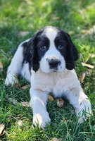 Bizzy (red collar), a female English Springer Spaniel for sale in Mariposa, CA – 9 of 10