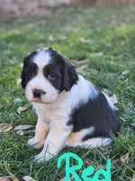 Bizzy (red collar), a female English Springer Spaniel for sale in Mariposa, CA – 6 of 10