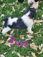 Lizzy (pink collar), a female English Springer Spaniel for sale in Mariposa, CA – 5 of 10