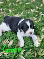 Dudette (green collar), a female English Springer Spaniel for sale in Mariposa, CA – 7 of 10