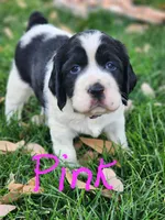 Lizzy (pink collar), a female English Springer Spaniel for sale in Mariposa, CA – 4 of 10