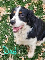Bizzy (red collar), a female English Springer Spaniel for sale in Mariposa, CA – 10 of 10