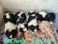 Bizzy (red collar), a female English Springer Spaniel for sale in Mariposa, CA – 5 of 10