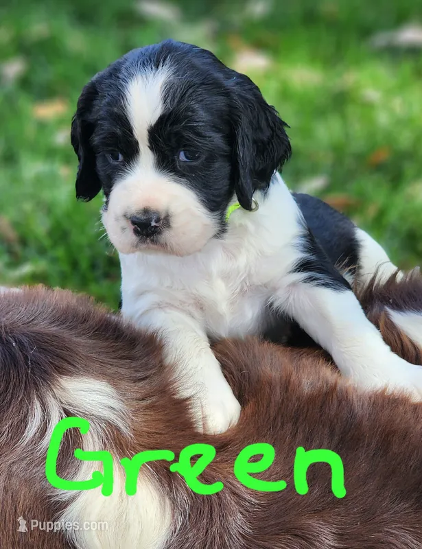 Dudette (green collar) – English Springer Spaniel puppy for sale in Mariposa, CA